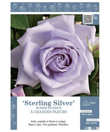 ROSIER BUISSON À GRANDES FLEURS STERLING SILVER