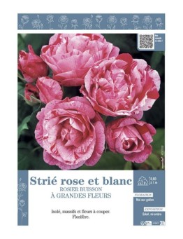 ROSIER BUISSON À GRANDES FLEURS STRIE ROSE ET BLANC