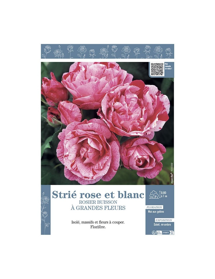 ROSIER BUISSON À GRANDES FLEURS STRIE ROSE ET BLANC