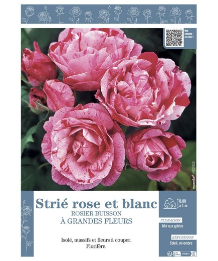 ROSIER BUISSON À GRANDES FLEURS STRIE ROSE ET BLANC