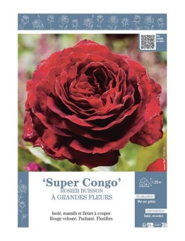 ROSIER BUISSON À GRANDES FLEURS SUPER CONGO
