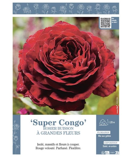 ROSIER BUISSON À GRANDES FLEURS SUPER CONGO