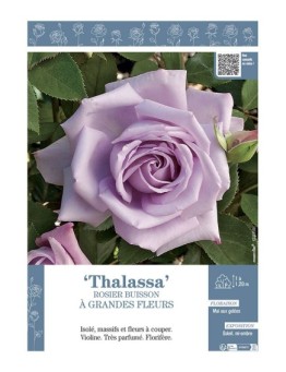 ROSIER BUISSON À GRANDES FLEURS THALASSA