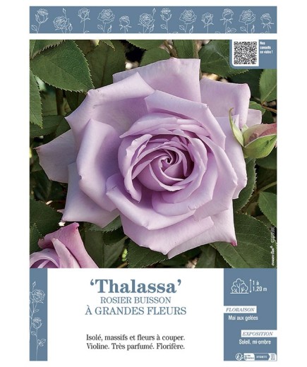 ROSIER BUISSON À GRANDES FLEURS THALASSA