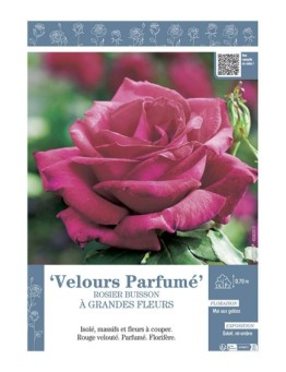 ROSIER BUISSON À GRANDES FLEURS VELOURS PARFUME