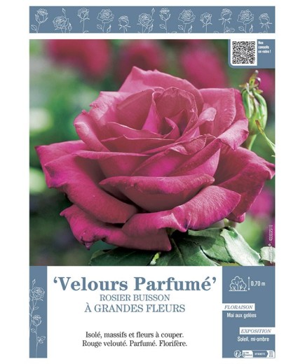 ROSIER BUISSON À GRANDES FLEURS VELOURS PARFUME