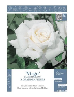 ROSIER BUISSON À GRANDES FLEURS VIRGO