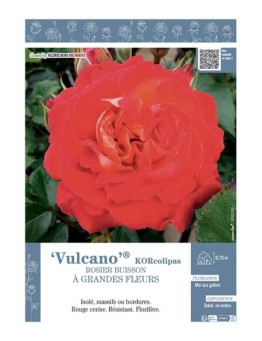 ROSIER BUISSON À GRANDES FLEURS VULCANO® Korcolipas