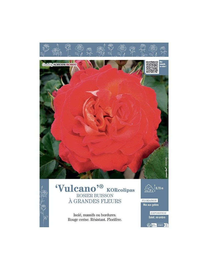 ROSIER BUISSON À GRANDES FLEURS VULCANO® Korcolipas