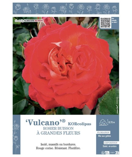 ROSIER BUISSON À GRANDES FLEURS VULCANO® Korcolipas