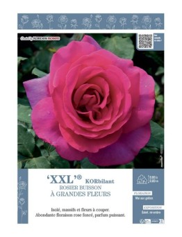 ROSIER BUISSON À GRANDES FLEURS XXL® Korbilant