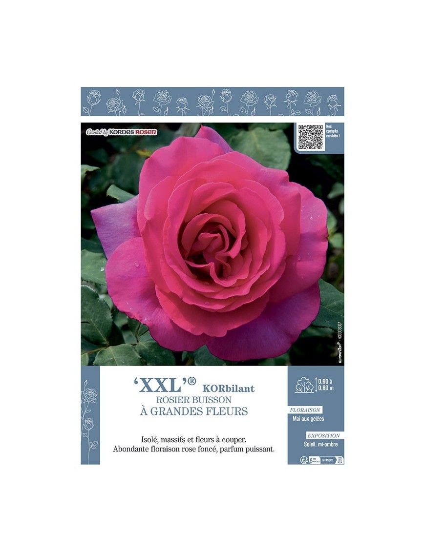 ROSIER BUISSON À GRANDES FLEURS XXL® Korbilant