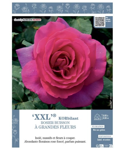 ROSIER BUISSON À GRANDES FLEURS XXL® Korbilant