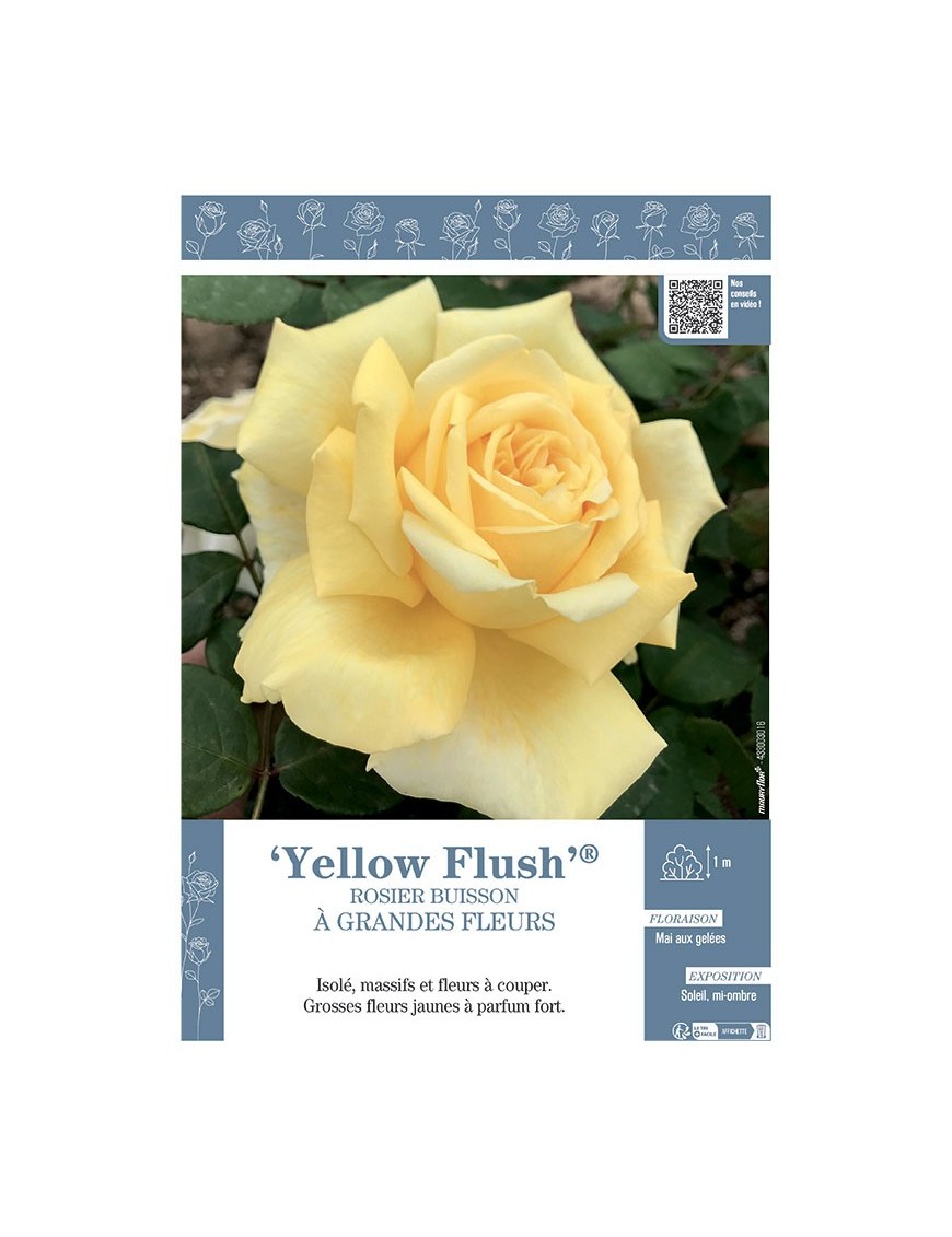 ROSIER BUISSON À GRANDES FLEURS YELLOW FLUSH®
