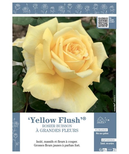 ROSIER BUISSON À GRANDES FLEURS YELLOW FLUSH®