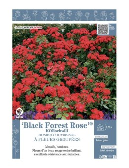 ROSIER BUISSON BLACK FOREST ROSE® Korschwill