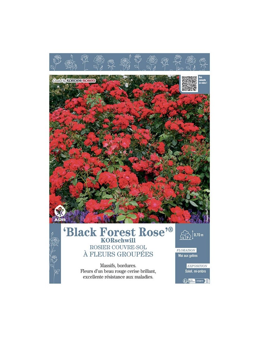 ROSIER BUISSON BLACK FOREST ROSE® Korschwill