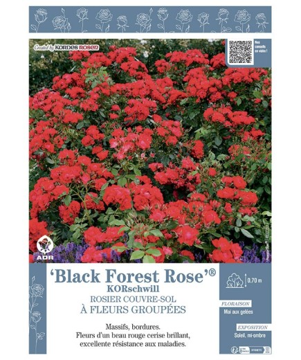 ROSIER BUISSON BLACK FOREST ROSE® Korschwill