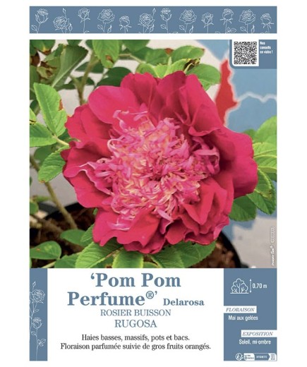 ROSIER BUISSON POM POM PERFUME® Delarosa