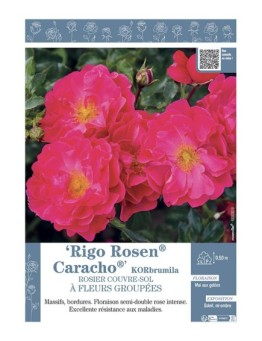 ROSIER COUVRE-SOL À FLEURS GROUPÉES Rigo Rosen® Caracho® KORbrumila