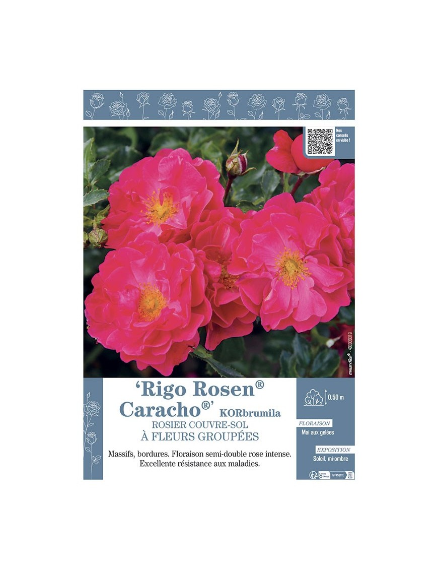 ROSIER COUVRE-SOL À FLEURS GROUPÉES Rigo Rosen® Caracho® KORbrumila