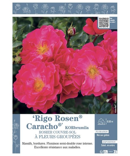 ROSIER COUVRE-SOL À FLEURS GROUPÉES Rigo Rosen® Caracho® KORbrumila