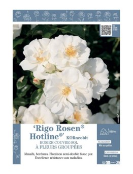 ROSIER COUVRE-SOL À FLEURS GROUPÉES Rigo Rosen® Hotline® KORneobit