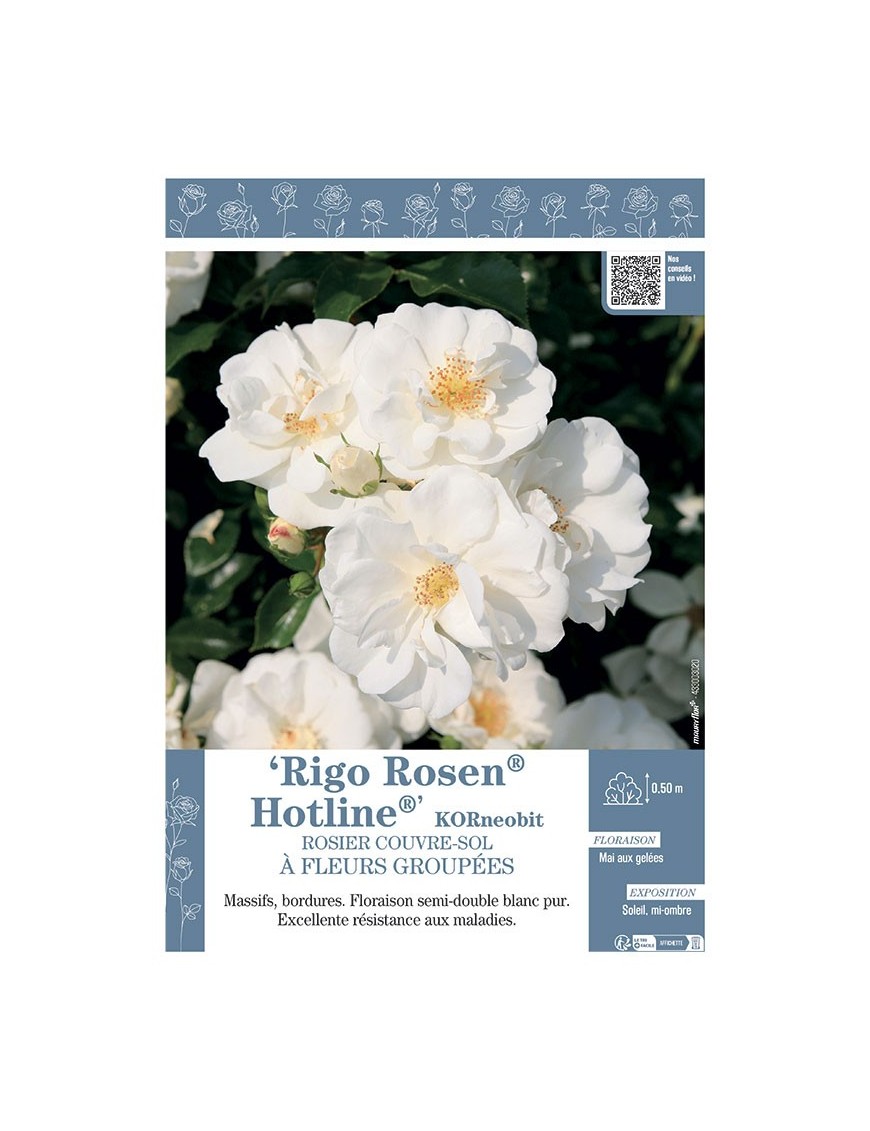 ROSIER COUVRE-SOL À FLEURS GROUPÉES Rigo Rosen® Hotline® KORneobit