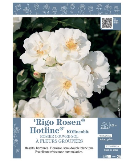 ROSIER COUVRE-SOL À FLEURS GROUPÉES Rigo Rosen® Hotline® KORneobit