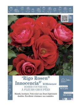 ROSIER COUVRE-SOL à FLEURS GROUPEES Rigo Rosen® Innocencia® KORstarnow