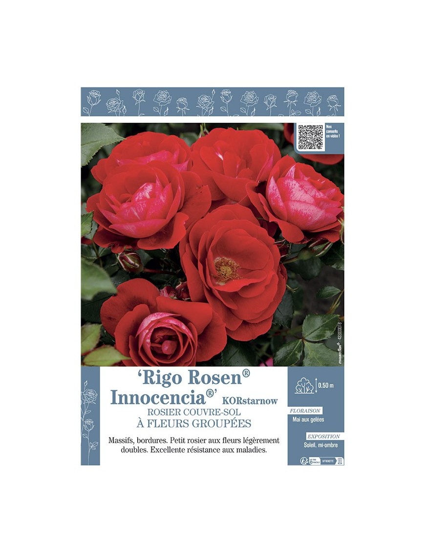 ROSIER COUVRE-SOL à FLEURS GROUPEES Rigo Rosen® Innocencia® KORstarnow