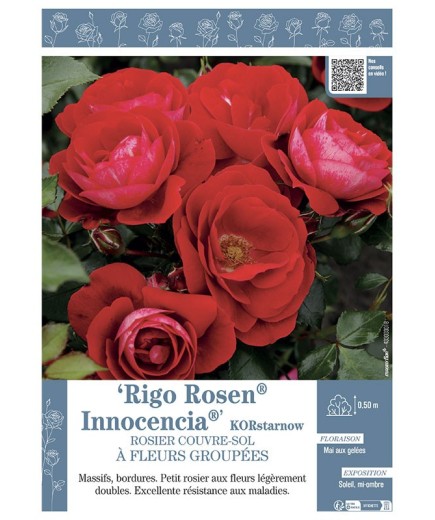 ROSIER COUVRE-SOL à FLEURS GROUPEES Rigo Rosen® Innocencia® KORstarnow