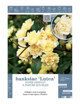 ROSIER GRIMPANT à FLEURS DOUBLES BANKSIAE LUTEA