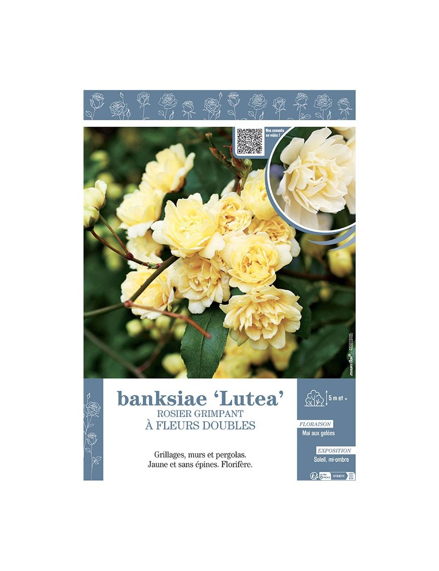 ROSIER GRIMPANT à FLEURS DOUBLES BANKSIAE LUTEA