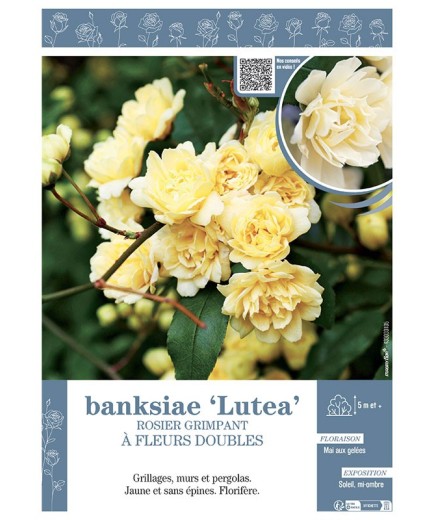 ROSIER GRIMPANT à FLEURS DOUBLES BANKSIAE LUTEA