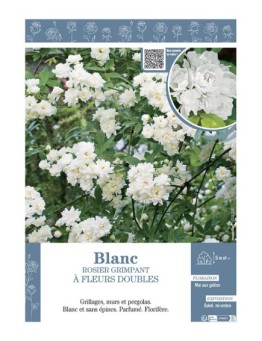 ROSIER GRIMPANT à FLEURS DOUBLES BLANC