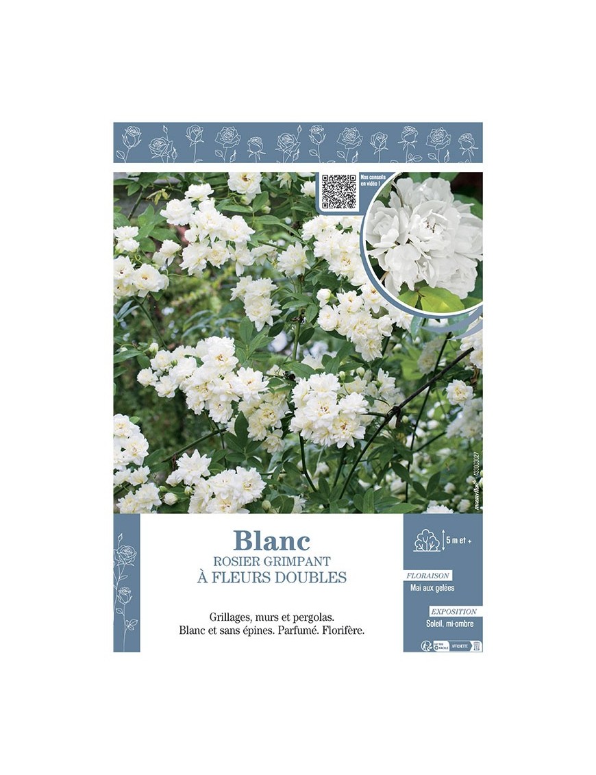 ROSIER GRIMPANT à FLEURS DOUBLES BLANC