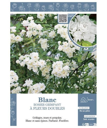 ROSIER GRIMPANT à FLEURS DOUBLES BLANC