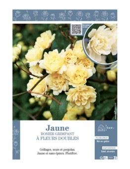 ROSIER GRIMPANT à FLEURS DOUBLES JAUNE