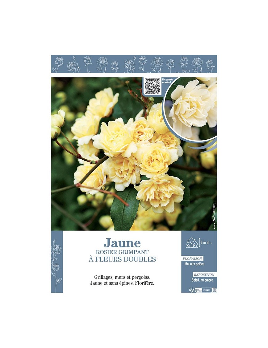ROSIER GRIMPANT à FLEURS DOUBLES JAUNE