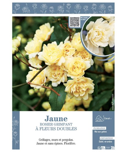 ROSIER GRIMPANT à FLEURS DOUBLES JAUNE