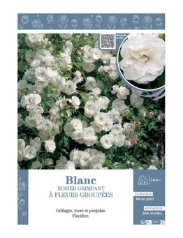 ROSIER GRIMPANT à FLEURS GROUPEES BLANC