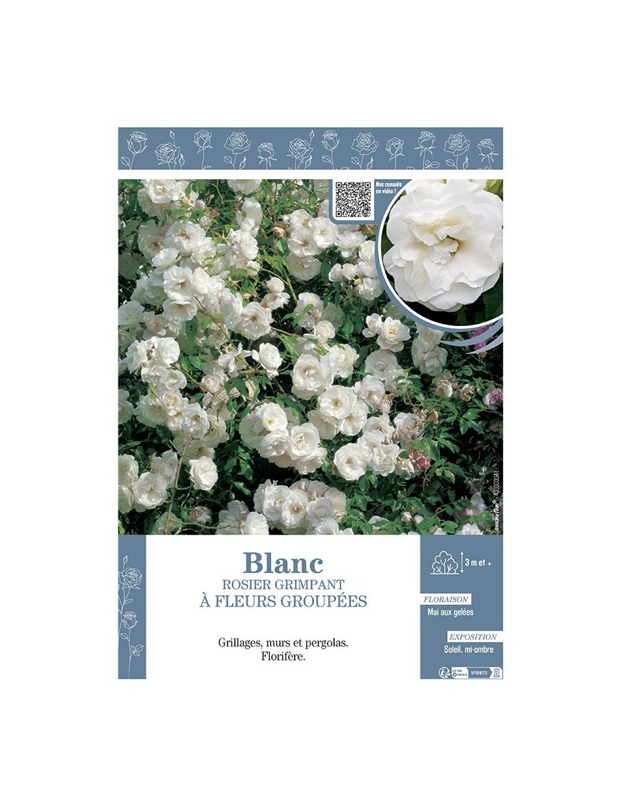 ROSIER GRIMPANT à FLEURS GROUPEES BLANC