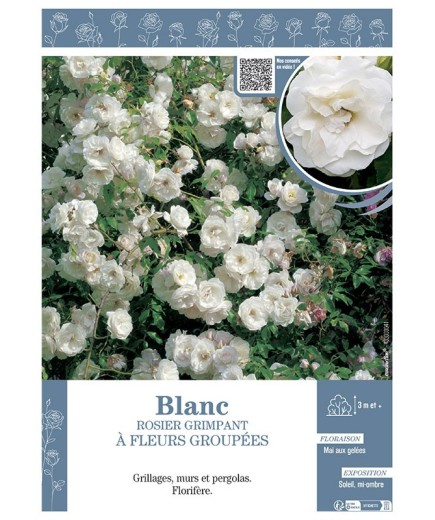 ROSIER GRIMPANT à FLEURS GROUPEES BLANC