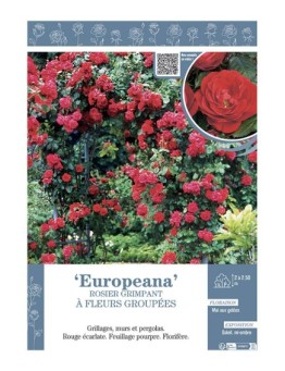 ROSIER GRIMPANT à FLEURS GROUPEES EUROPEANA