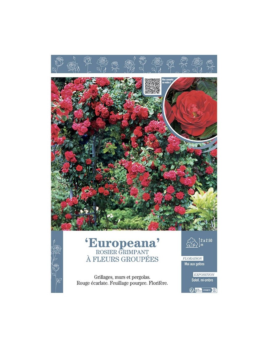 ROSIER GRIMPANT à FLEURS GROUPEES EUROPEANA
