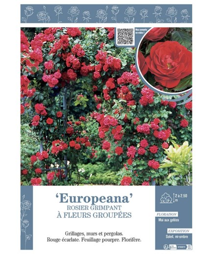 ROSIER GRIMPANT à FLEURS GROUPEES EUROPEANA