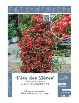 ROSIER GRIMPANT à FLEURS GROUPEES FÊTE DES MERES