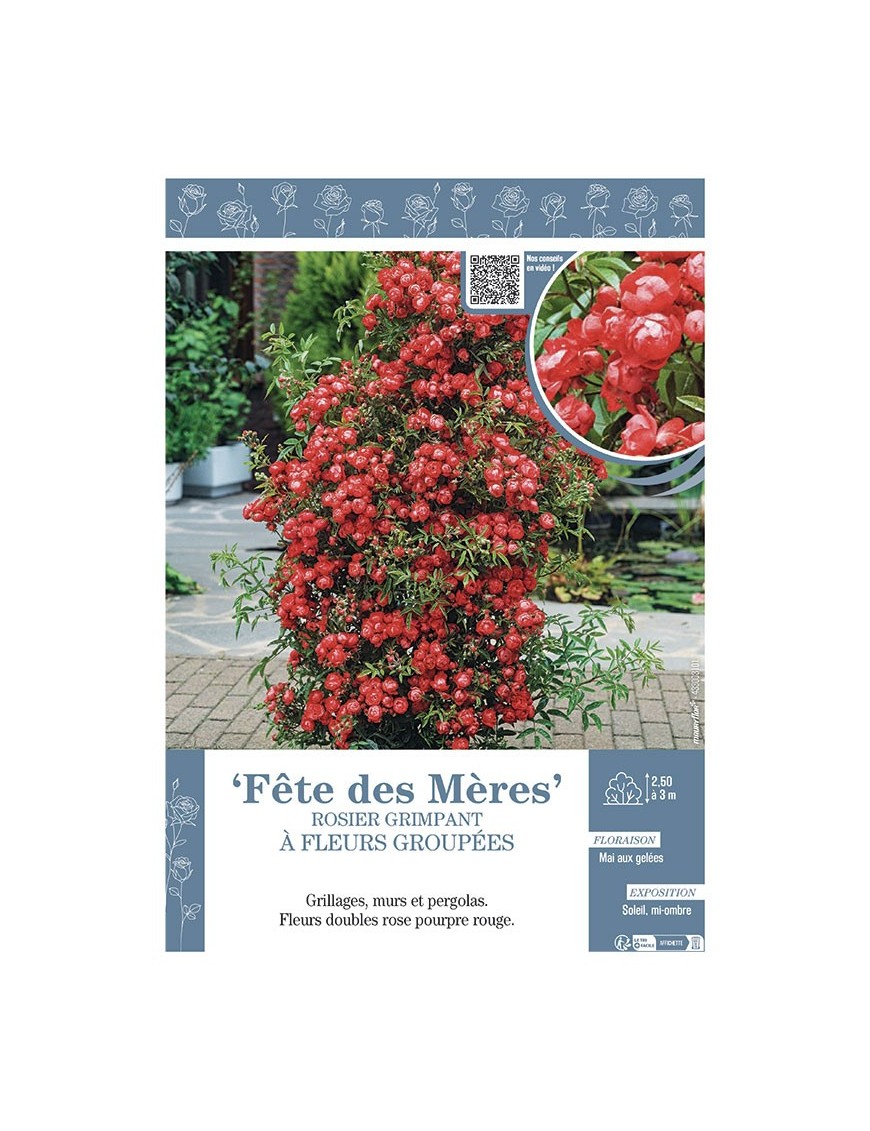 ROSIER GRIMPANT à FLEURS GROUPEES FÊTE DES MERES