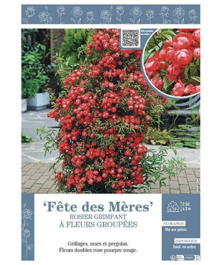 ROSIER GRIMPANT à FLEURS GROUPEES FÊTE DES MERES